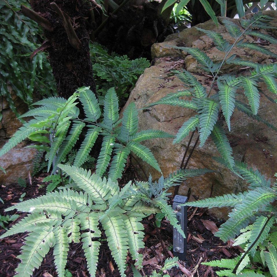 Arachniodes simplicior ~ East Indian Holly Fern, Variegated Holly Fern-ServeScape