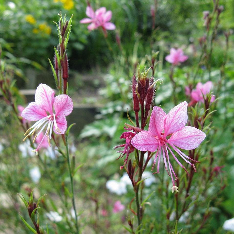 Gaura lindheimeri 'Passionate Rainbow' ~ Passionate Rainbow Gaura-ServeScape