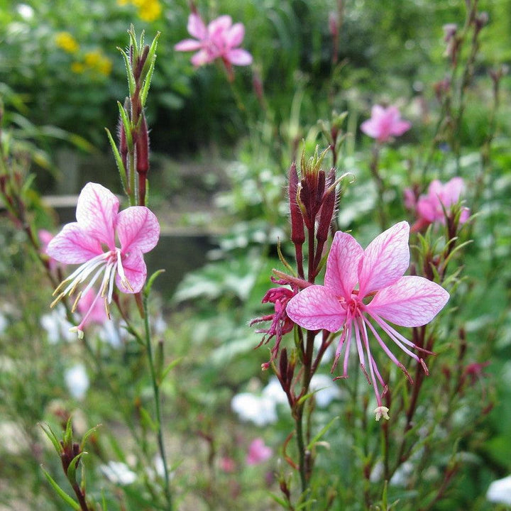 Gaura lindheimeri 'Passionate Rainbow' ~ Passionate Rainbow Gaura-ServeScape