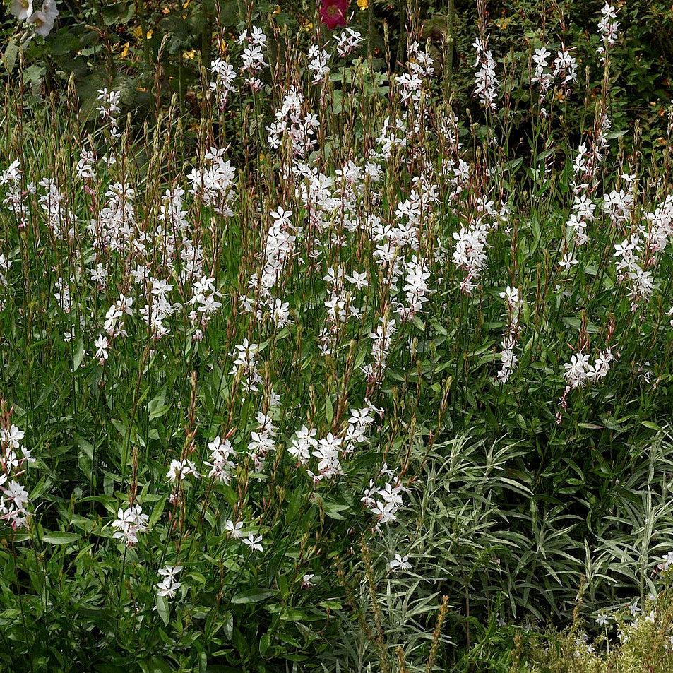 Gaura lindheimeri 'Baltincite' ~ Ballerina™ White Gaura-ServeScape