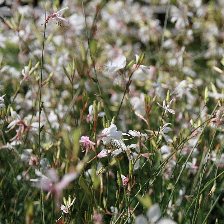 Gaura lindheimeri 'Whirling Butterflies' ~ Whirling Butterflies Gaura-ServeScape