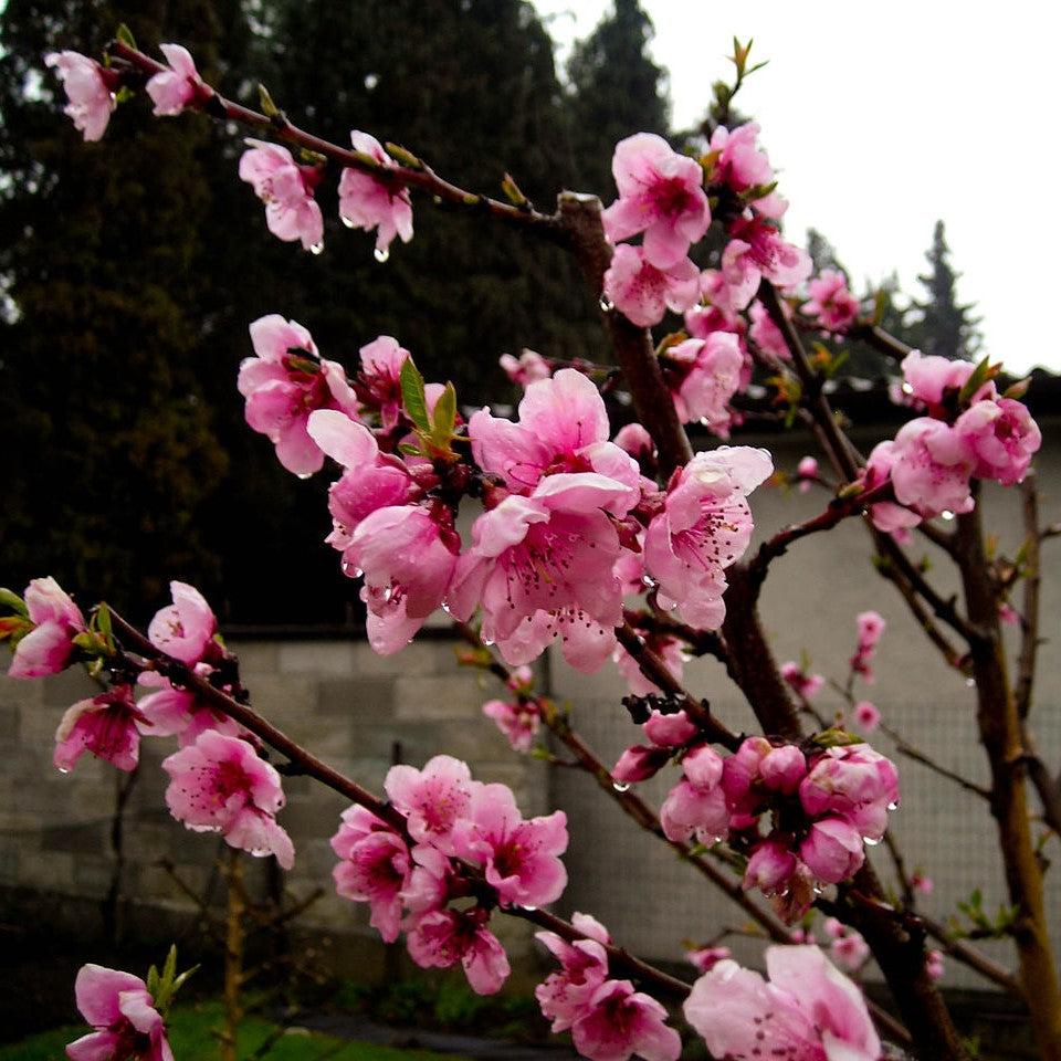 Prunus persica 'Redskin' ~ Redskin Peach-ServeScape