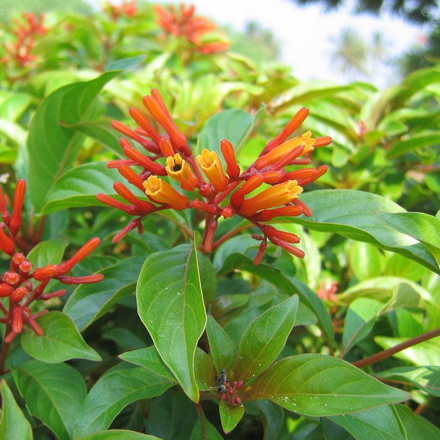 Hamelia patens 'Firefly' ~ Firefly Firebush-ServeScape