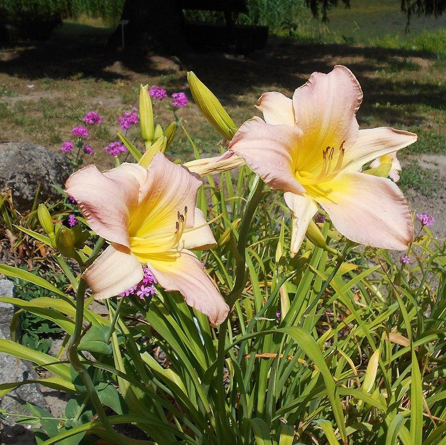 Hemerocallis 'Catherine Woodbury' ~ Catherine Woodbury Daylily-ServeScape