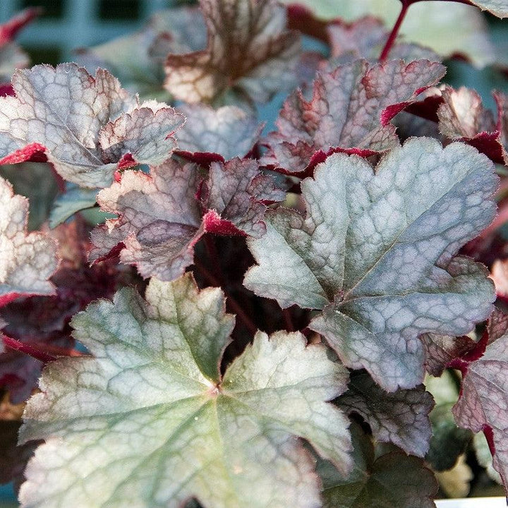 Heuchera x 'Plum Pudding' ~ Plum Pudding Coral Bells, Heuchera-ServeScape