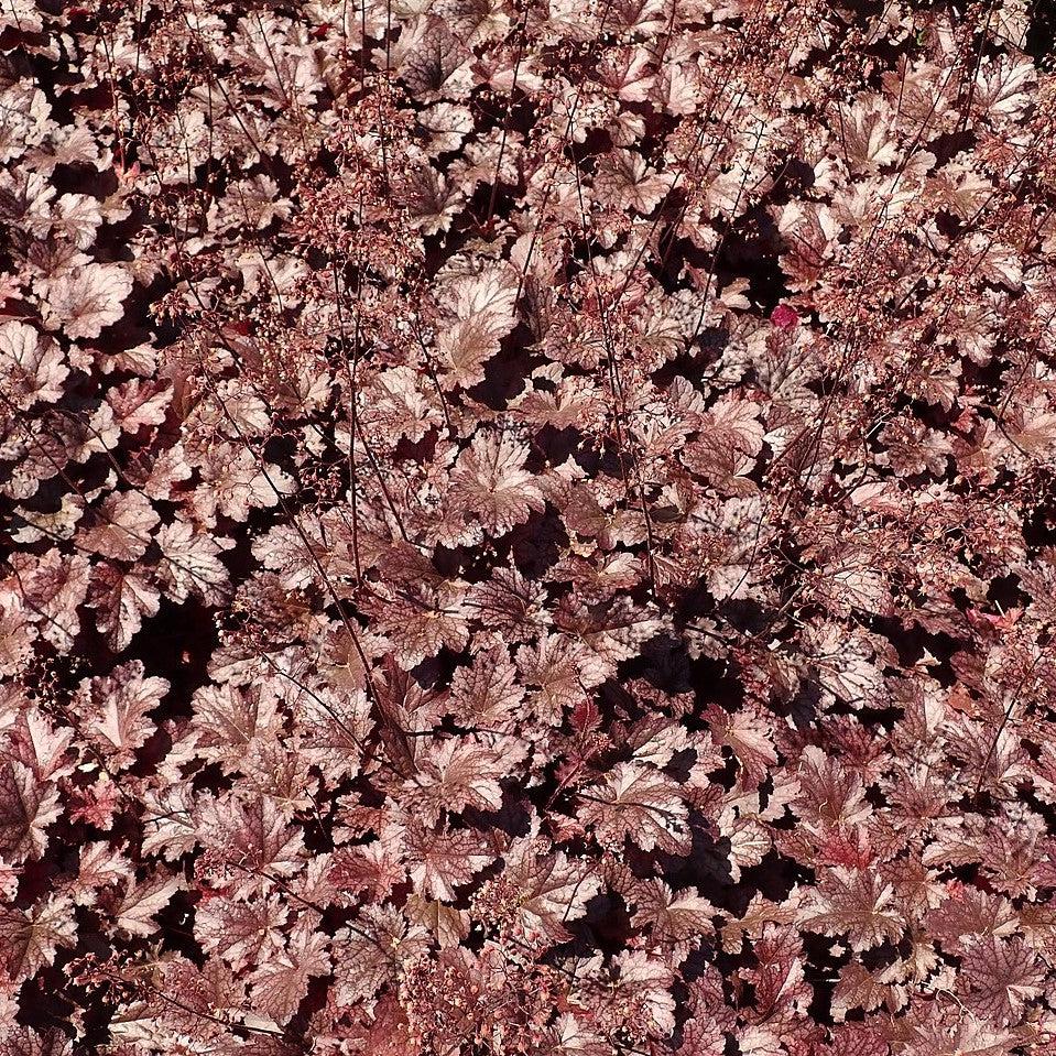 Heuchera x 'Plum Pudding' ~ Plum Pudding Coral Bells, Heuchera-ServeScape