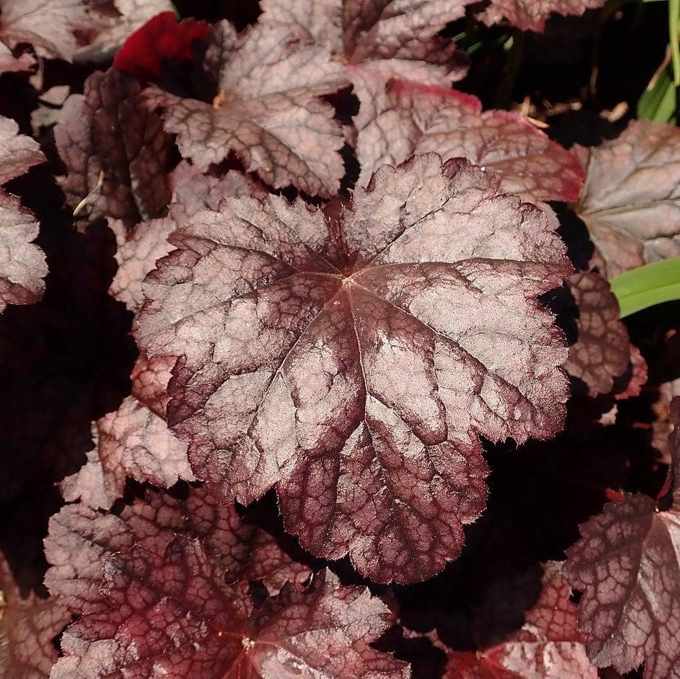 Heuchera x 'Plum Pudding' ~ Plum Pudding Coral Bells, Heuchera-ServeScape