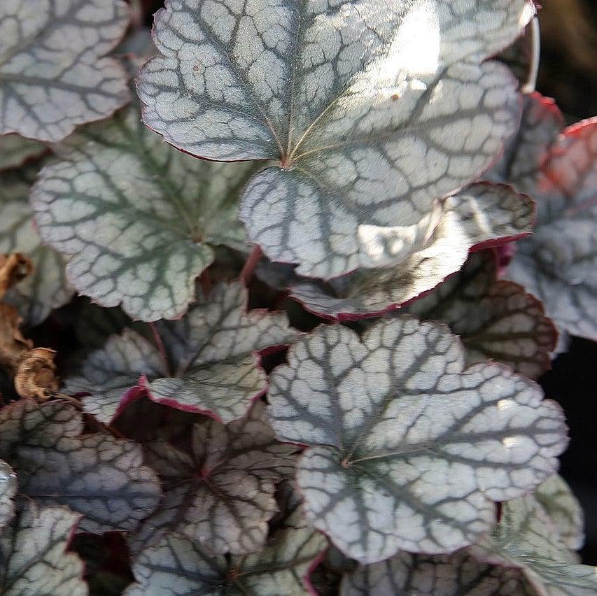 Heuchera x 'Silver Scrolls' ~ Silver Scrolls Coral Bells-ServeScape