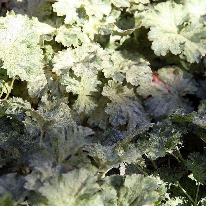 Heuchera 'Snow Angel' ~ Snow Angel Coral Bells-ServeScape