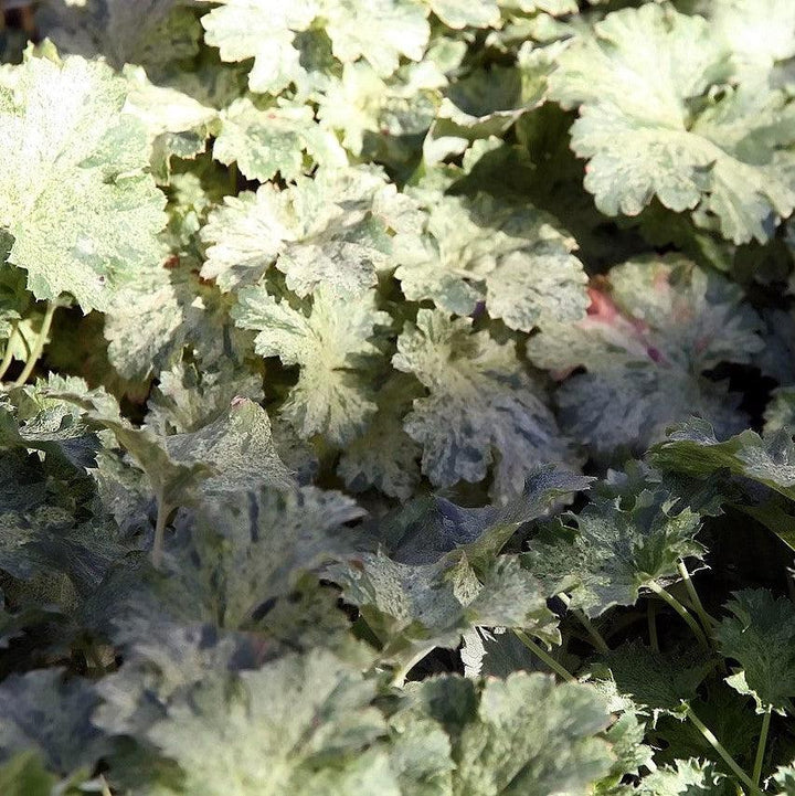 Heuchera 'Snow Angel' ~ Snow Angel Coral Bells-ServeScape