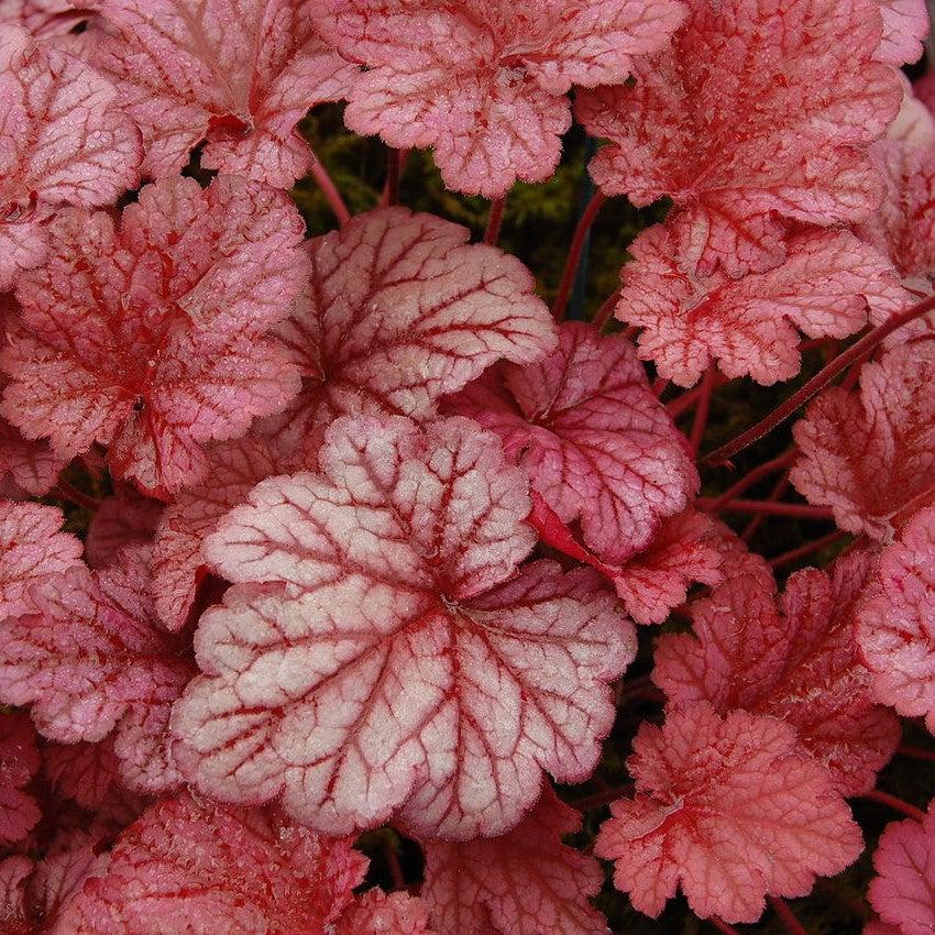 Heuchera villosa 'Berry Smoothie' ~ Berry Smoothie-ServeScape