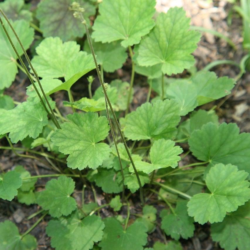 Heuchera americana 'Dale's Strain' ~ Dale's Strain Coral Bells-ServeScape