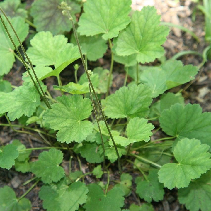 Heuchera americana 'Dale's Strain' ~ Dale's Strain Coral Bells-ServeScape