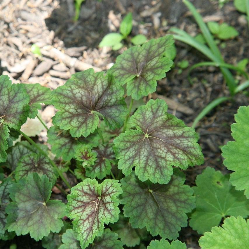 Heuchera americana 'Dale's Strain' ~ Dale's Strain Coral Bells-ServeScape