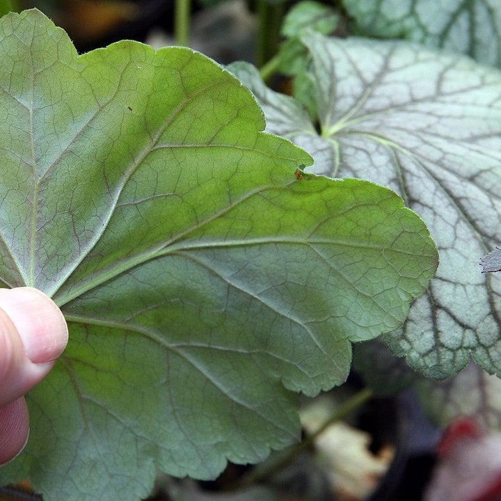 Heuchera americana 'Green Spice' ~ Green Spice Coral Bells-ServeScape