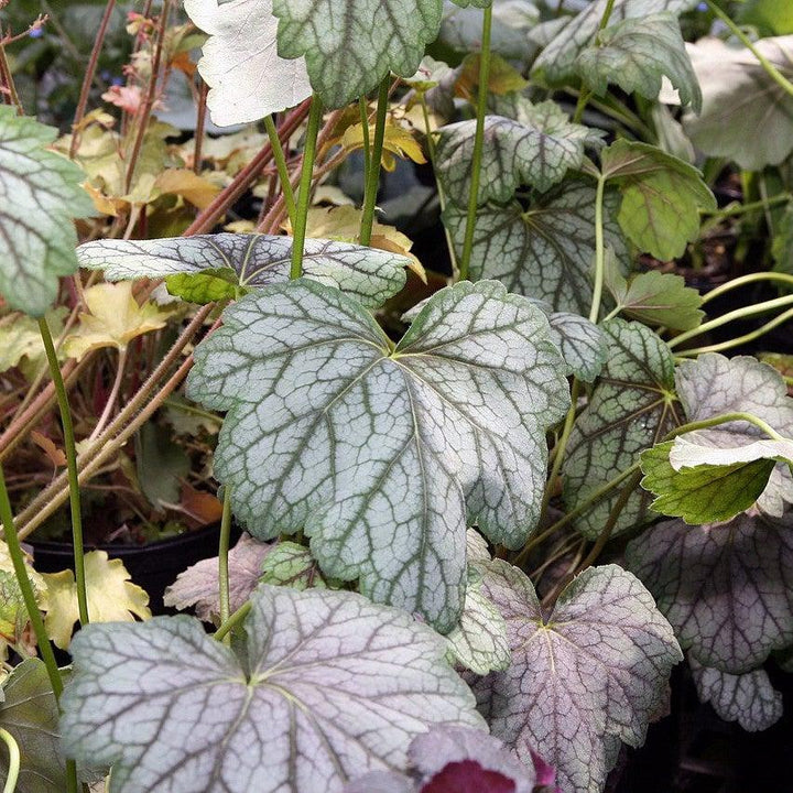Heuchera americana 'Green Spice' ~ Green Spice Coral Bells-ServeScape