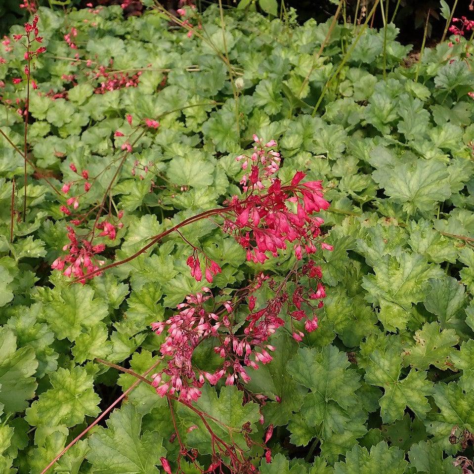 Heuchera 'Bressingham Hybrids' ~ Bressingham Hybrids Coral Bells-ServeScape