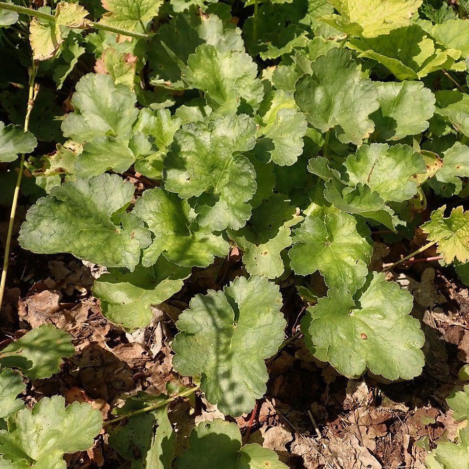 Heuchera 'Bressingham Hybrids' ~ Bressingham Hybrids Coral Bells-ServeScape