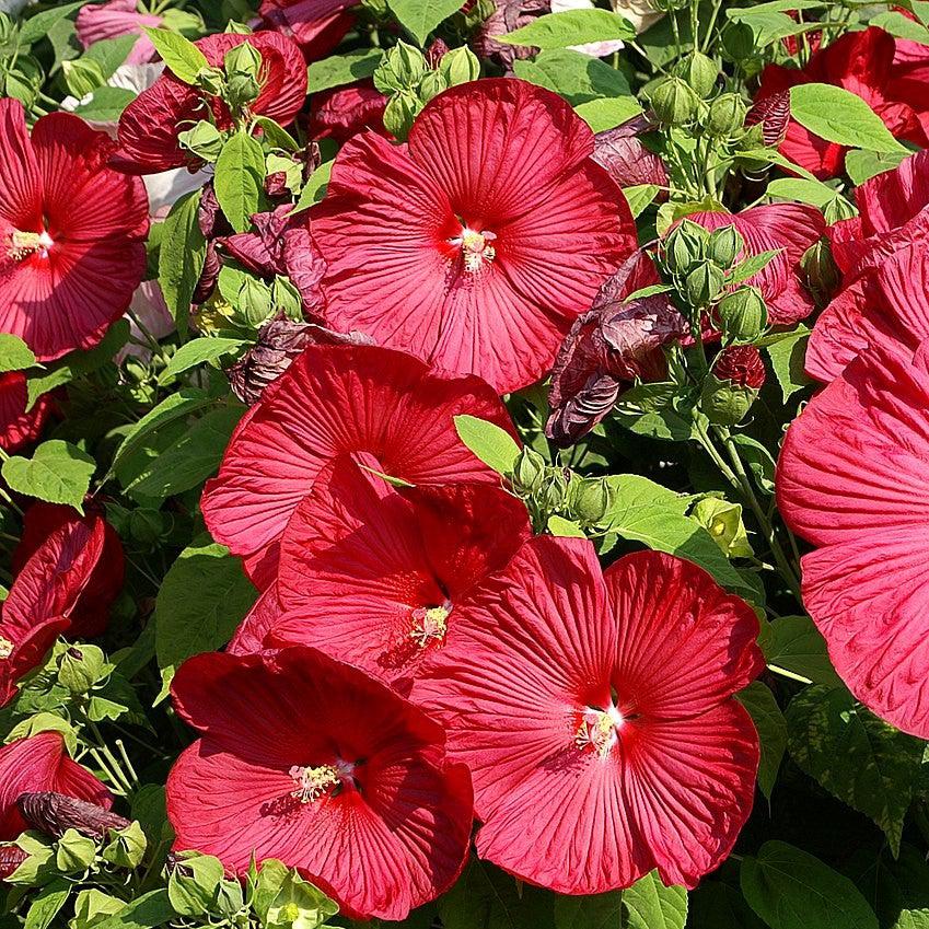 Hibiscus moscheutos 'Cocker' ~ Cristi™ Hibiscus-ServeScape