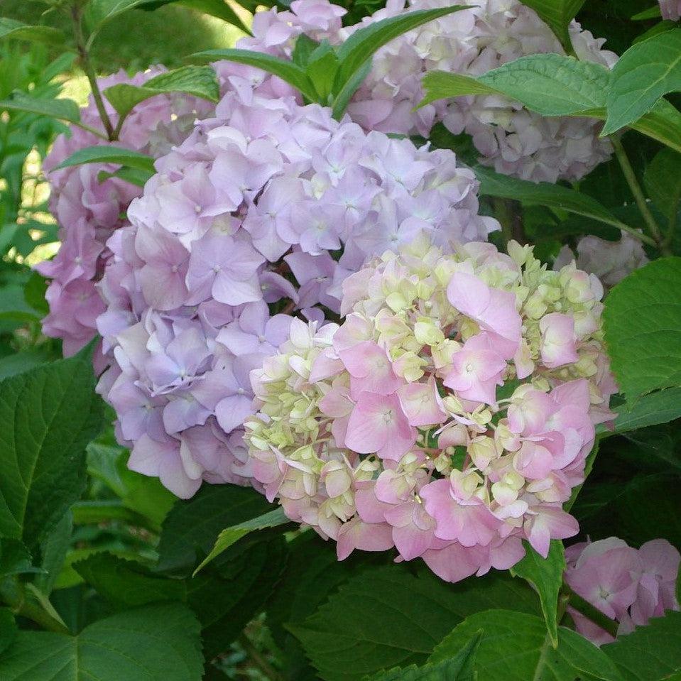 Hydrangea macrophylla 'Wyatt LeFever' ~ Dear Dolores® Hydrangea-ServeScape