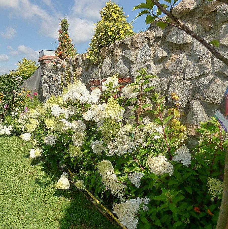 Hydrangea paniculata 'Renba' PP28,509 ~ First Editions® Berry White® Hydrangea-ServeScape