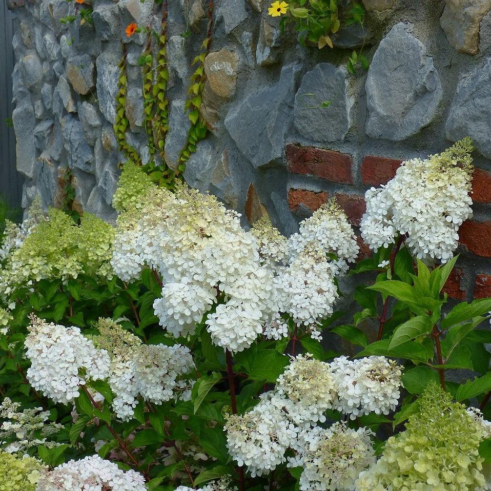 Hydrangea paniculata 'Renba' PP28,509 ~ First Editions® Berry White® Hydrangea-ServeScape