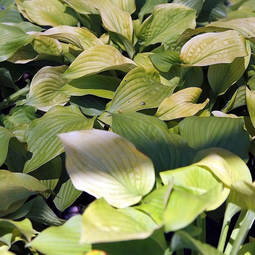 Hosta 'August Moon' ~ August Moon Hosta-ServeScape