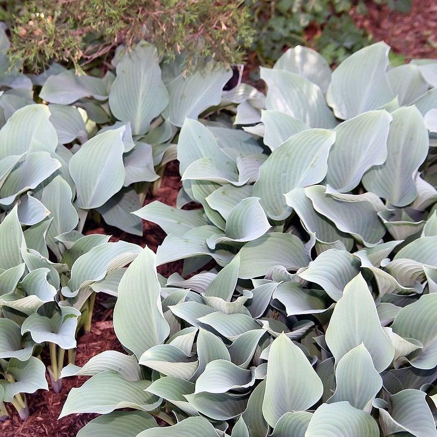 Hosta x 'Krossa Regal' ~ Krossa Regal Hosta-ServeScape