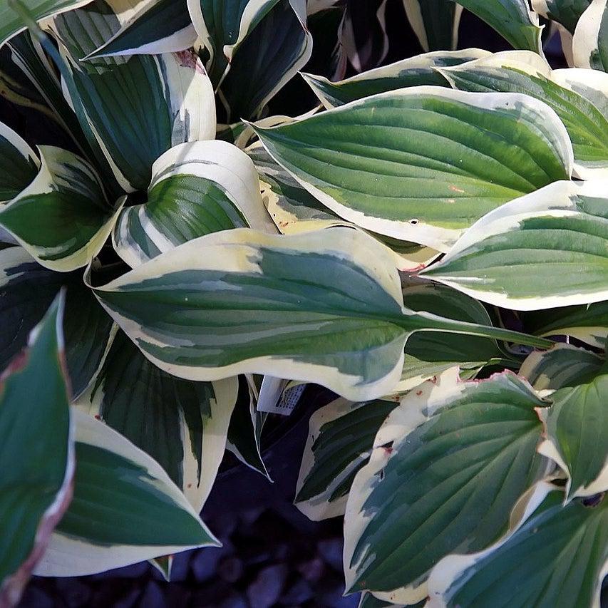 Hosta 'Patriot' ~ Patriot Hosta-ServeScape
