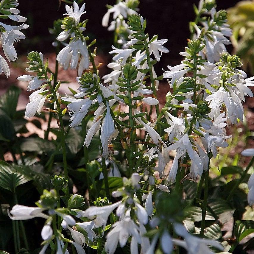 Hosta x 'Royal Standard' ~ Royal Standard Hosta-ServeScape