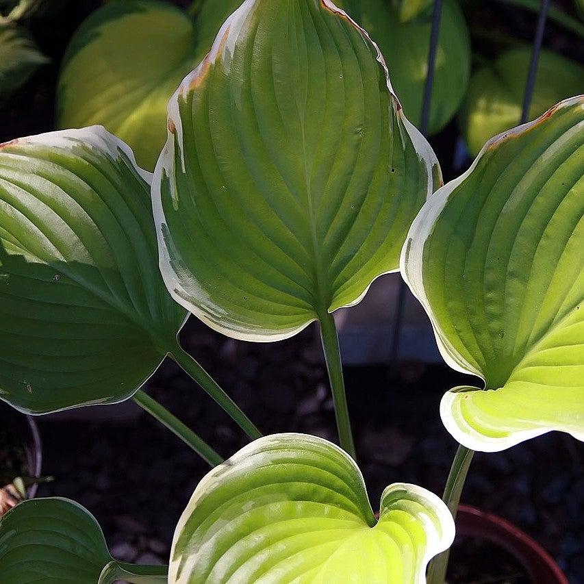 Hosta 'Sagae' ~ Sagae Hosta-ServeScape