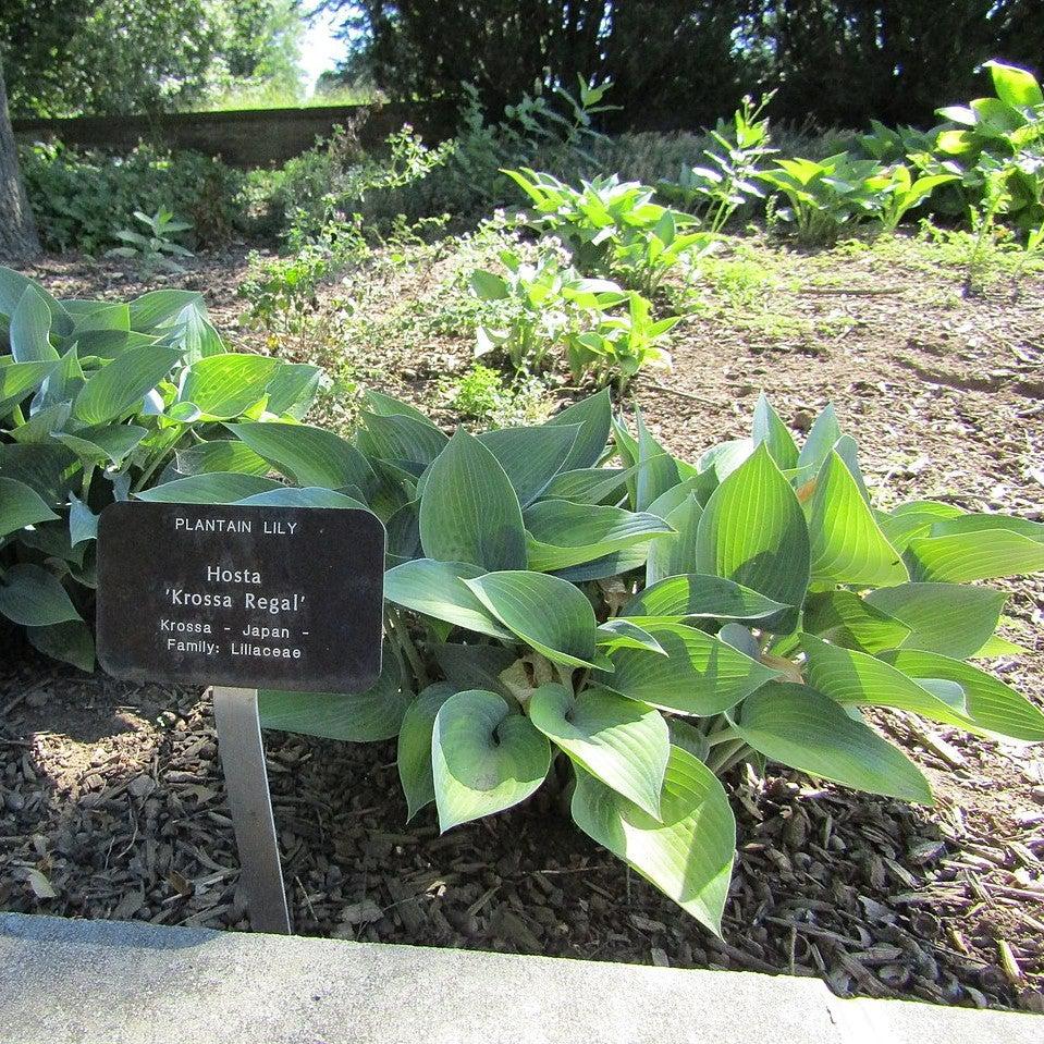 Hosta x 'Krossa Regal' ~ Krossa Regal Hosta-ServeScape