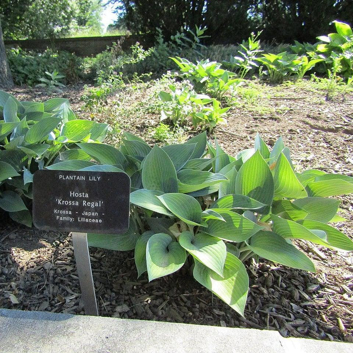 Hosta x 'Krossa Regal' ~ Krossa Regal Hosta-ServeScape