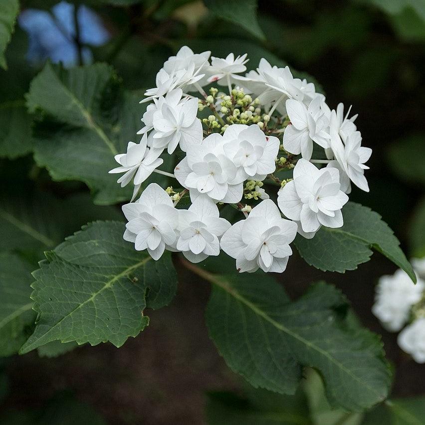 Hydrangea macrophylla 'Dancing Snow' ~ Double Delights™ Wedding Gown Hydrangea-ServeScape