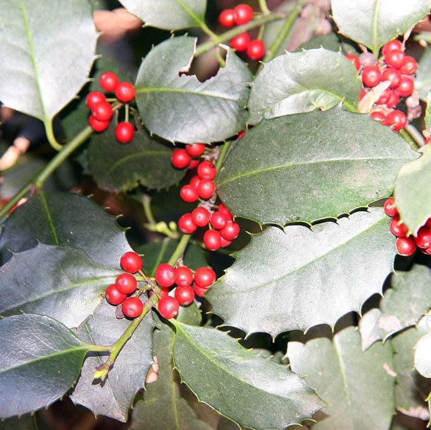 Ilex x koehneana ‘Wirt L. Winn’ ~ Wirt L. Winn Holly-ServeScape