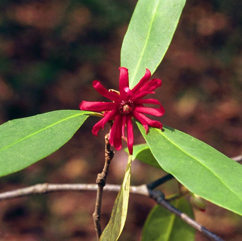 Illicium floridanum 'Ruby Stars' ~ Ruby Stars Florida Anise-ServeScape