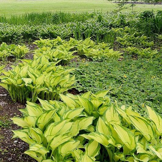 Hosta 'Dancing Darling' ~ Dancing Darling Hosta-ServeScape