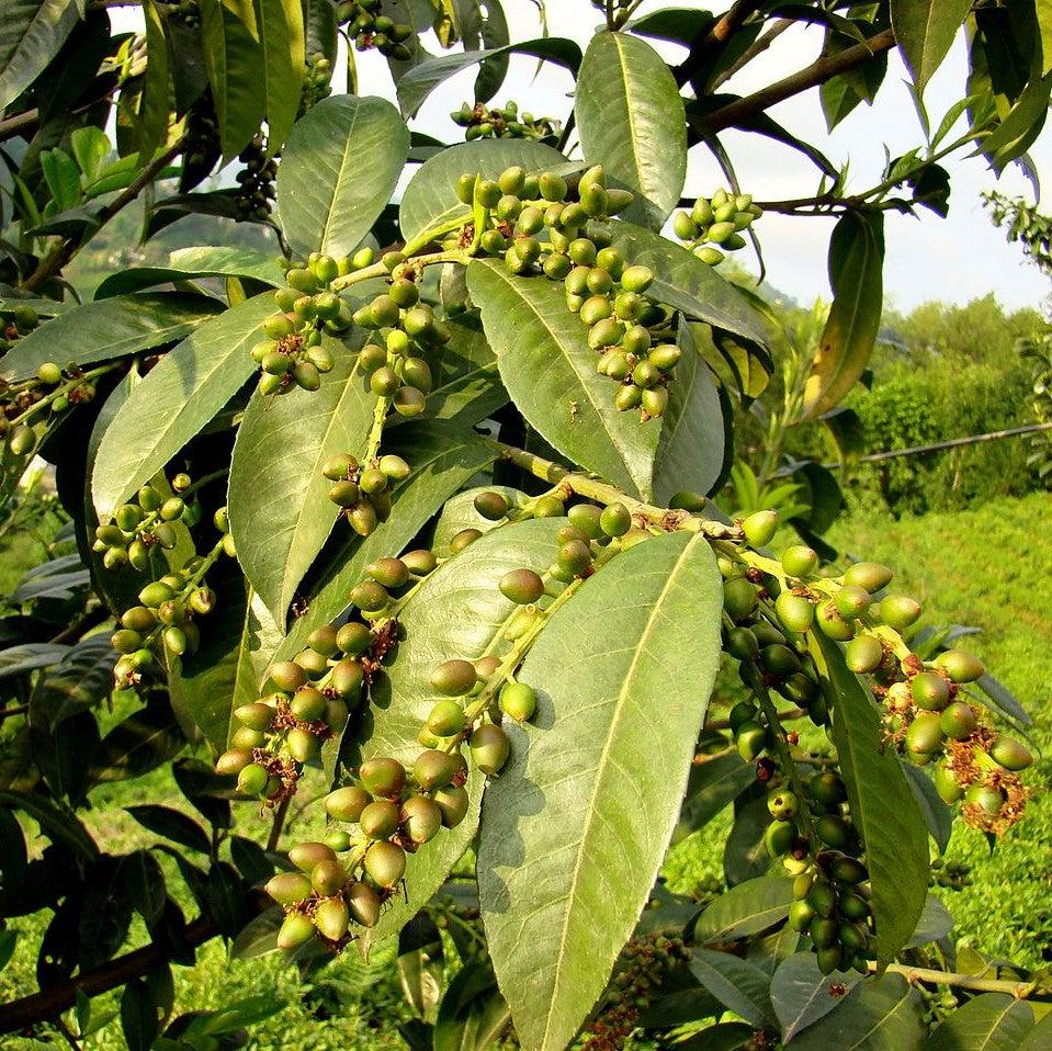 Prunus laurocerasus ~ Cherry Laurel-ServeScape