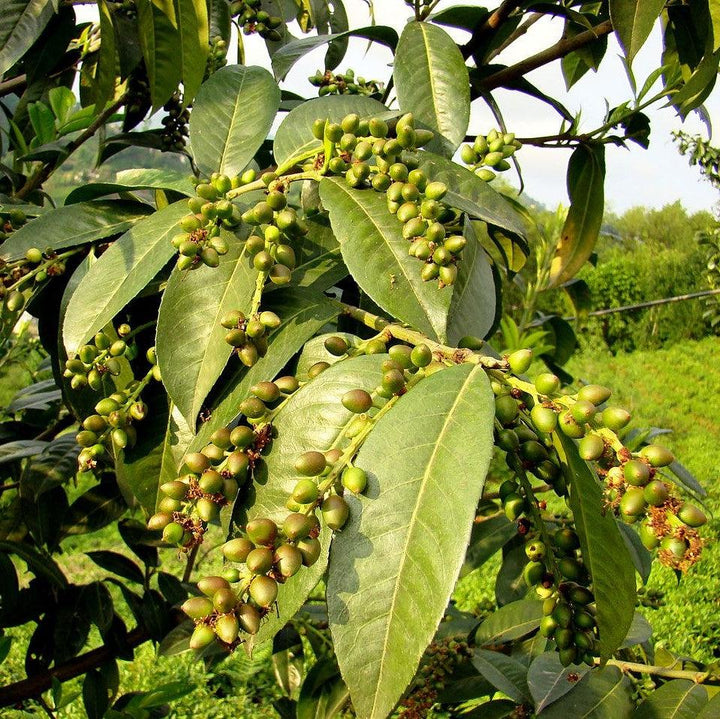 Prunus laurocerasus ~ Cherry Laurel-ServeScape