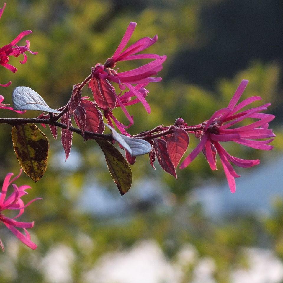 Loropetalum chinense 'Suzanne' ~ Suzanne Fringe Flower-ServeScape