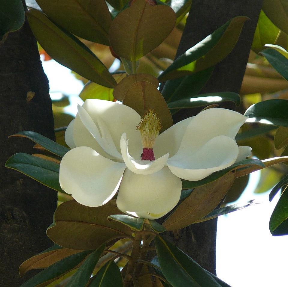 Magnolia grandiflora 'Hasse' ~ Hasse Southern Magnolia-ServeScape