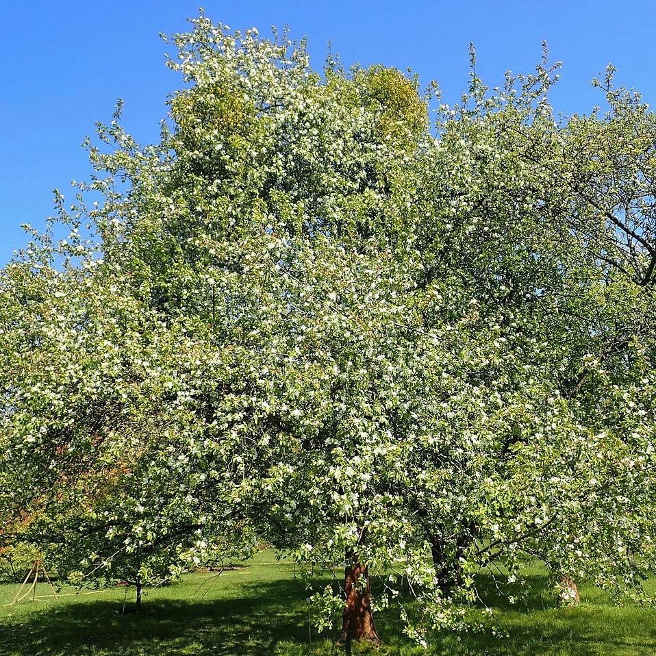 Malus baccata var. mandshuria ~ Manchurian Crabapple-ServeScape
