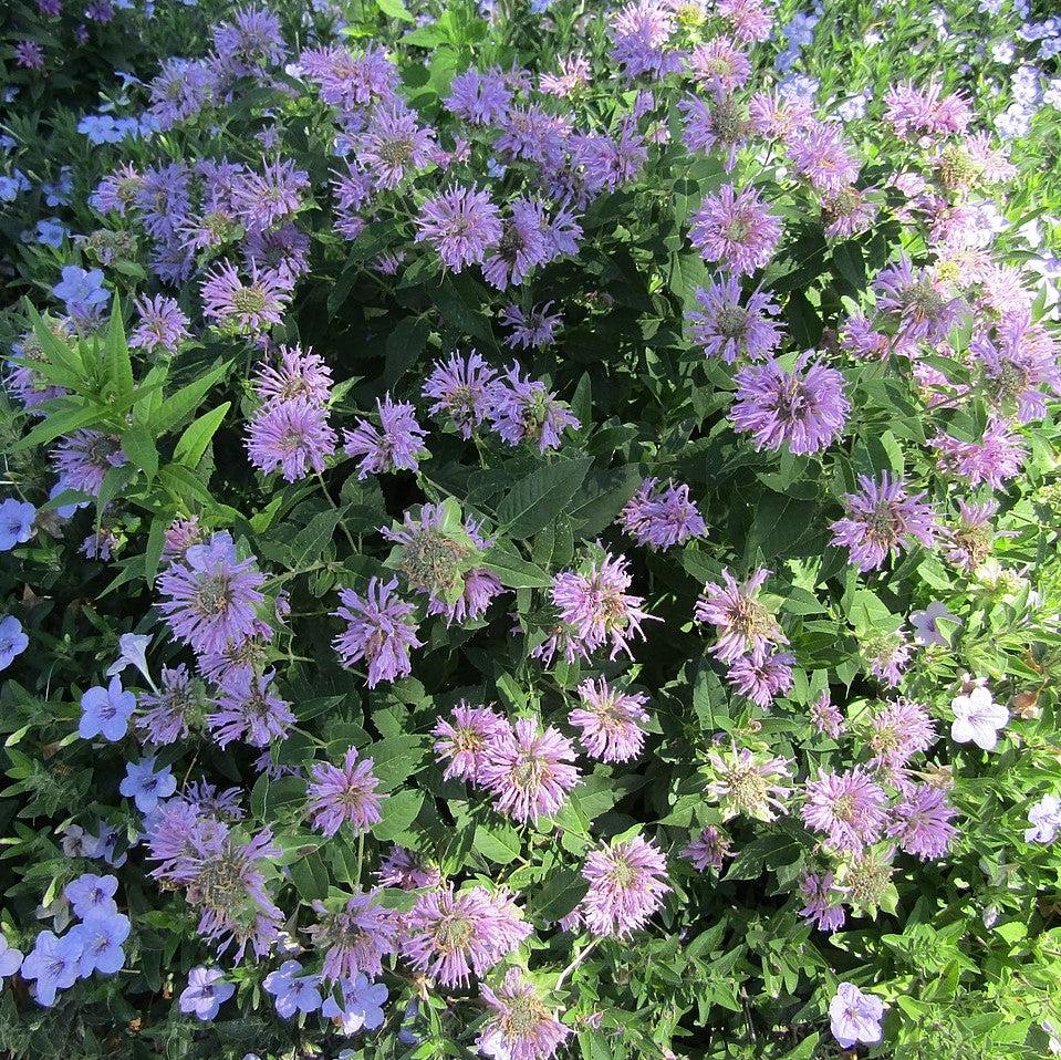 Monarda 'Blue Moon' ~ Sugar Buzz® Blue Moon Bee Balm-ServeScape