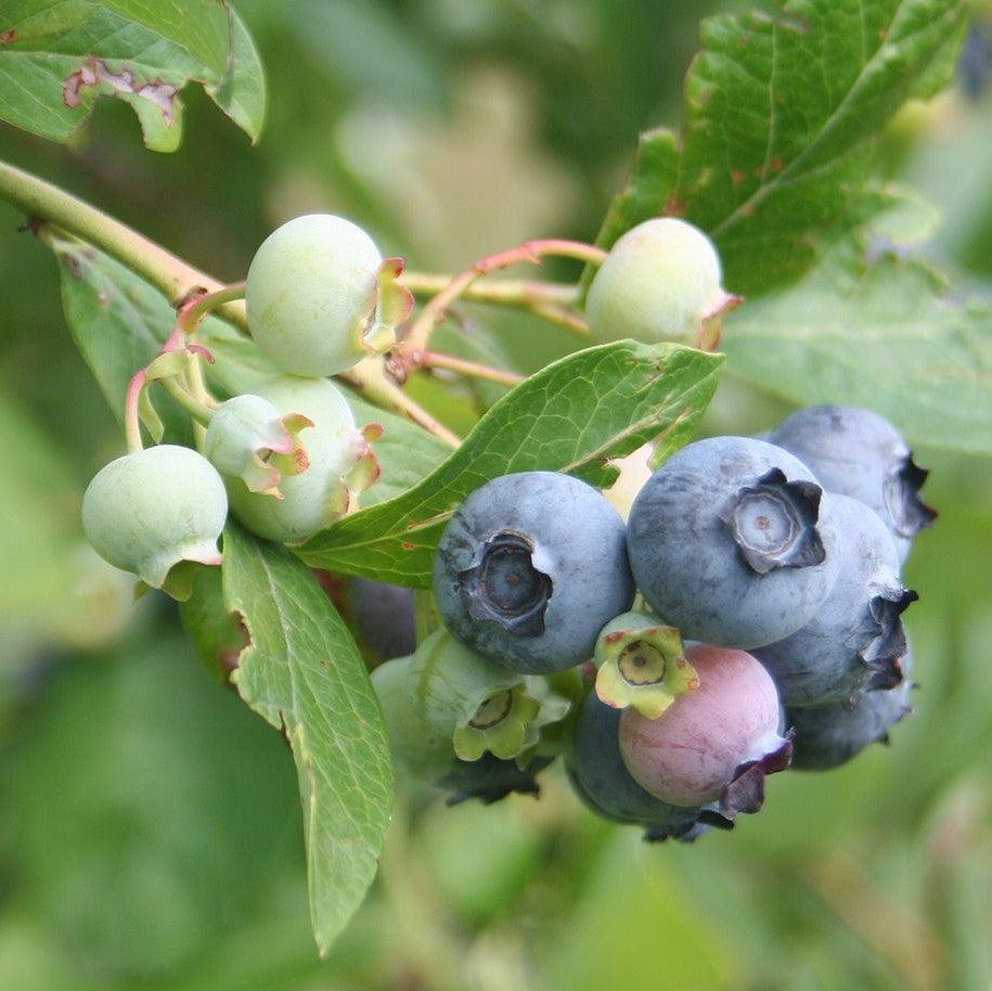 Vaccinium corymbosum ‘FC12-187’ ~ Midnight Cascade® Blueberry-ServeScape