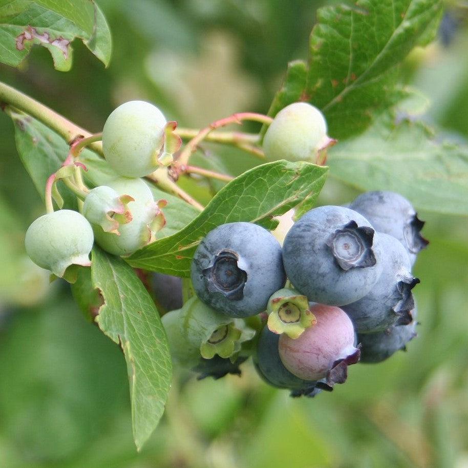 Vaccinium x 'Sunshine Blue'~ Sunshine Blue Blueberry-ServeScape