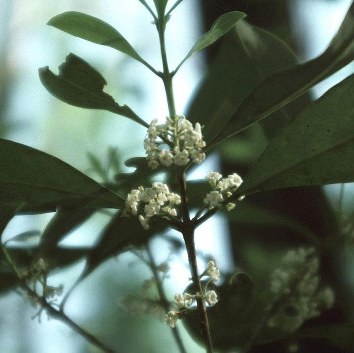 Osmanthus americanus ~ Devil Wood-ServeScape