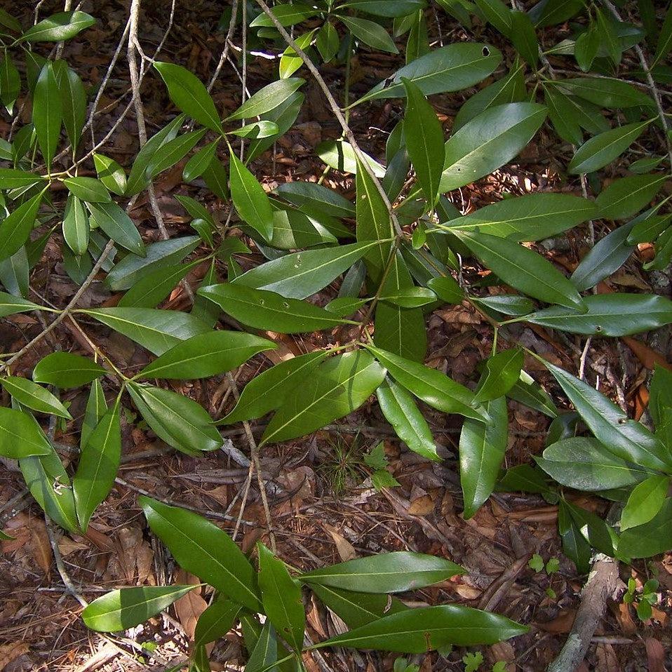 Osmanthus americanus ~ Devil Wood-ServeScape