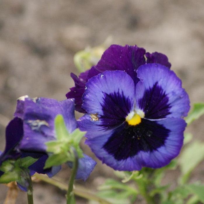 Viola x wittrockiana 'Inspire DeluXXe Denim' ~ Inspire DeluXXe® Denim Pansy-ServeScape