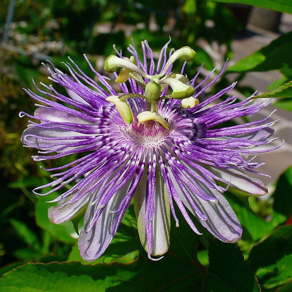 Passiflora incarnata ~ Passion Flower, Maypop-ServeScape