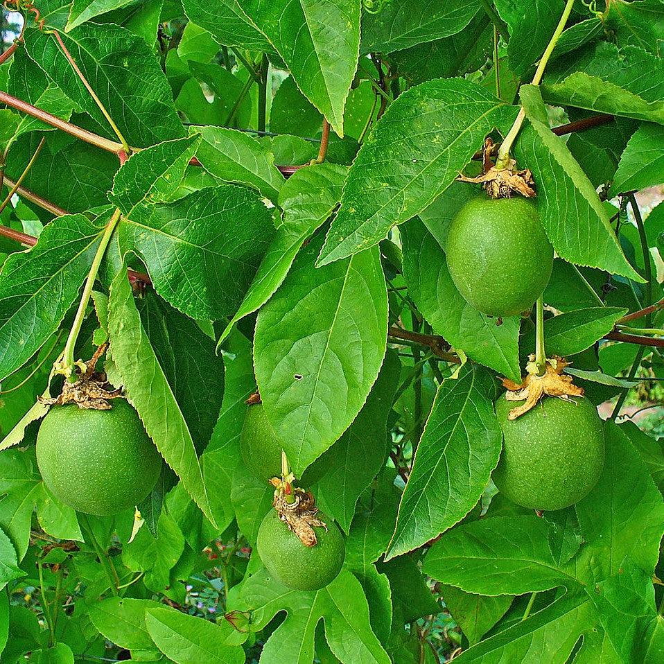 Passiflora incarnata ~ Passion Flower, Maypop-ServeScape